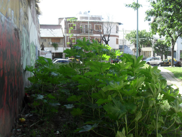 Plazoleta en Bufano y Empedrado