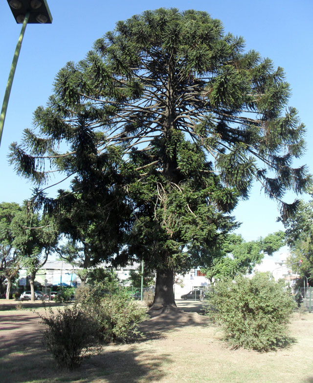 Plaza Nicolas Granada